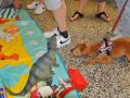 fotogalerie_Flohmarkt_24-53