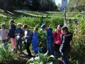 Klasse2-Gemeinschaftsgarten-2 (25)