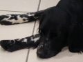 fotogalerie_hundeprojekt2013_0015